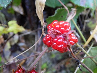 miyamahuyuitigokajitu