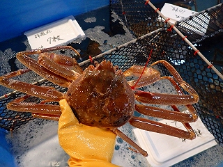 松葉がに（雄のズワイガニ）特大規格