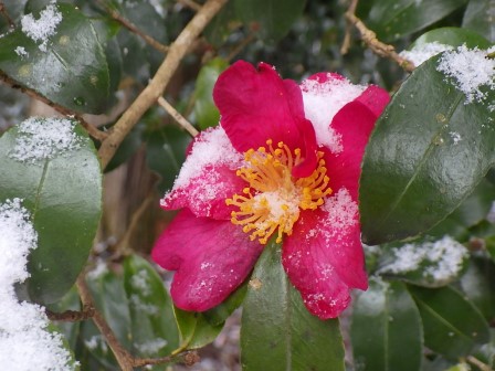 ヤブツバキの花