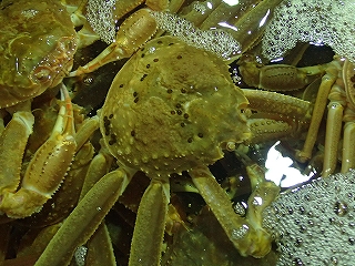 若松葉がに（脱皮６カ月以内の雄のズワイガニ）