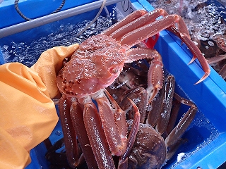 若松葉がに（脱皮後１年以上経過した雄のズワイガニ）甲幅16cm