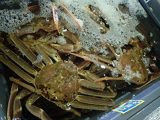 若松葉がに（脱皮６カ月以内の雄のズワイガニ）