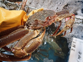 松葉がに（脱皮後１年以上経過した雄のズワイガニ）特特大