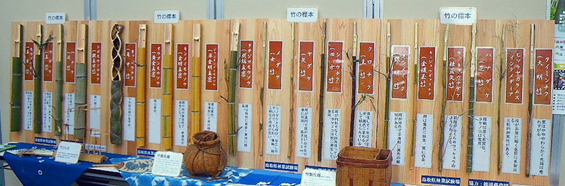 竹の標本