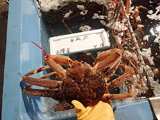 松葉がに（脱皮後１年以上経過した雄のズワイガニ）