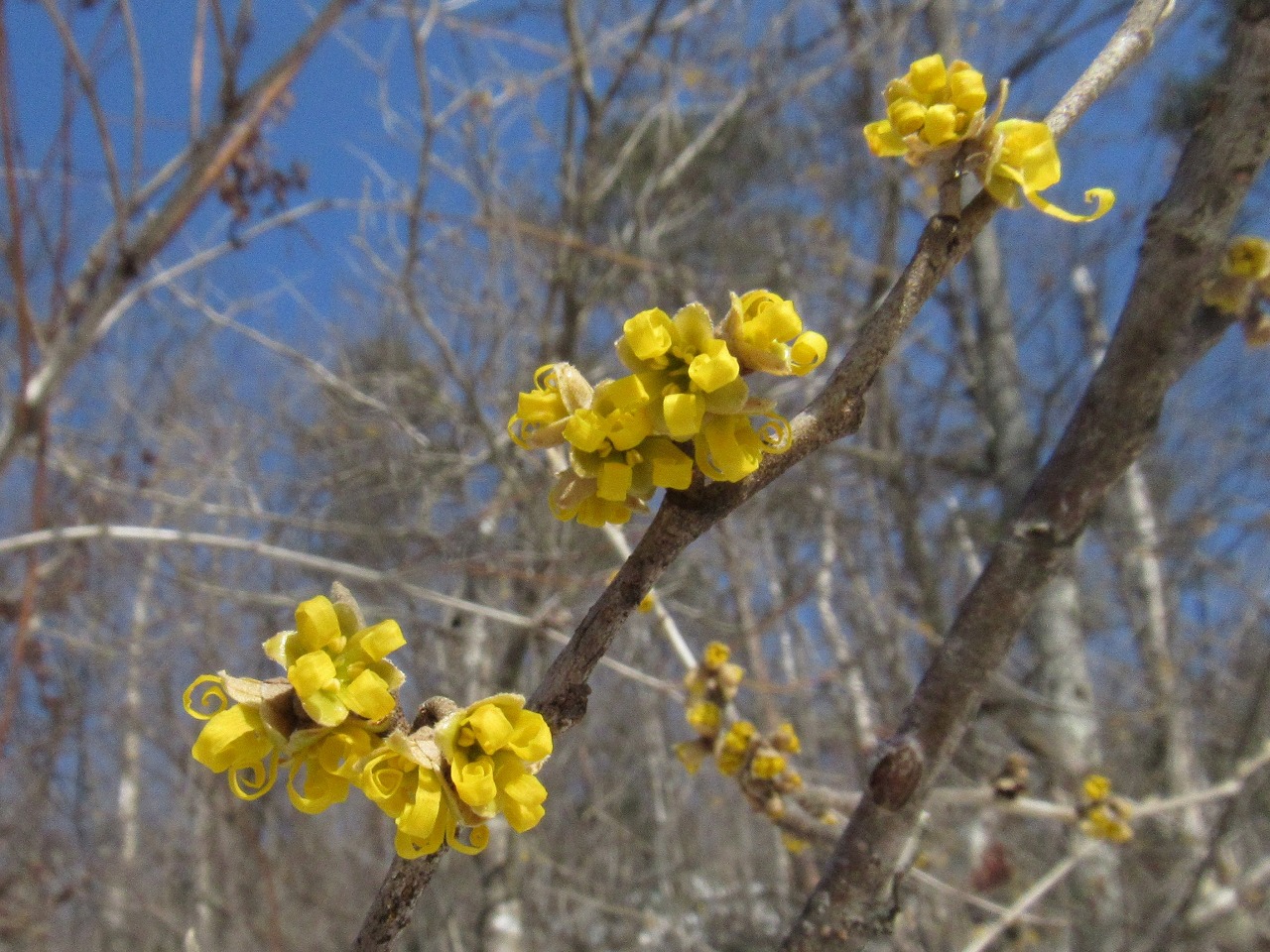 atetumansakutubomi