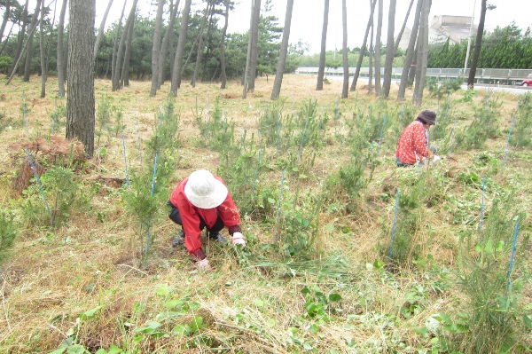 活動写真