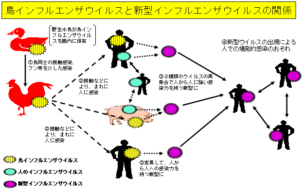 鳥インフルエンザと新型の関係