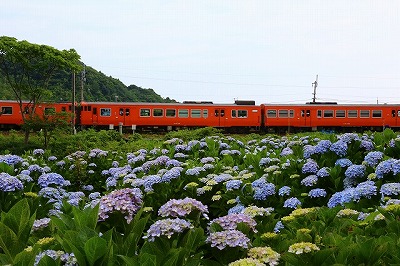 美萩野あじさい公園