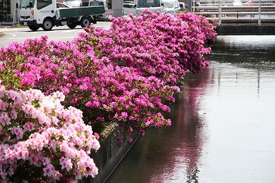 米川　つつじ