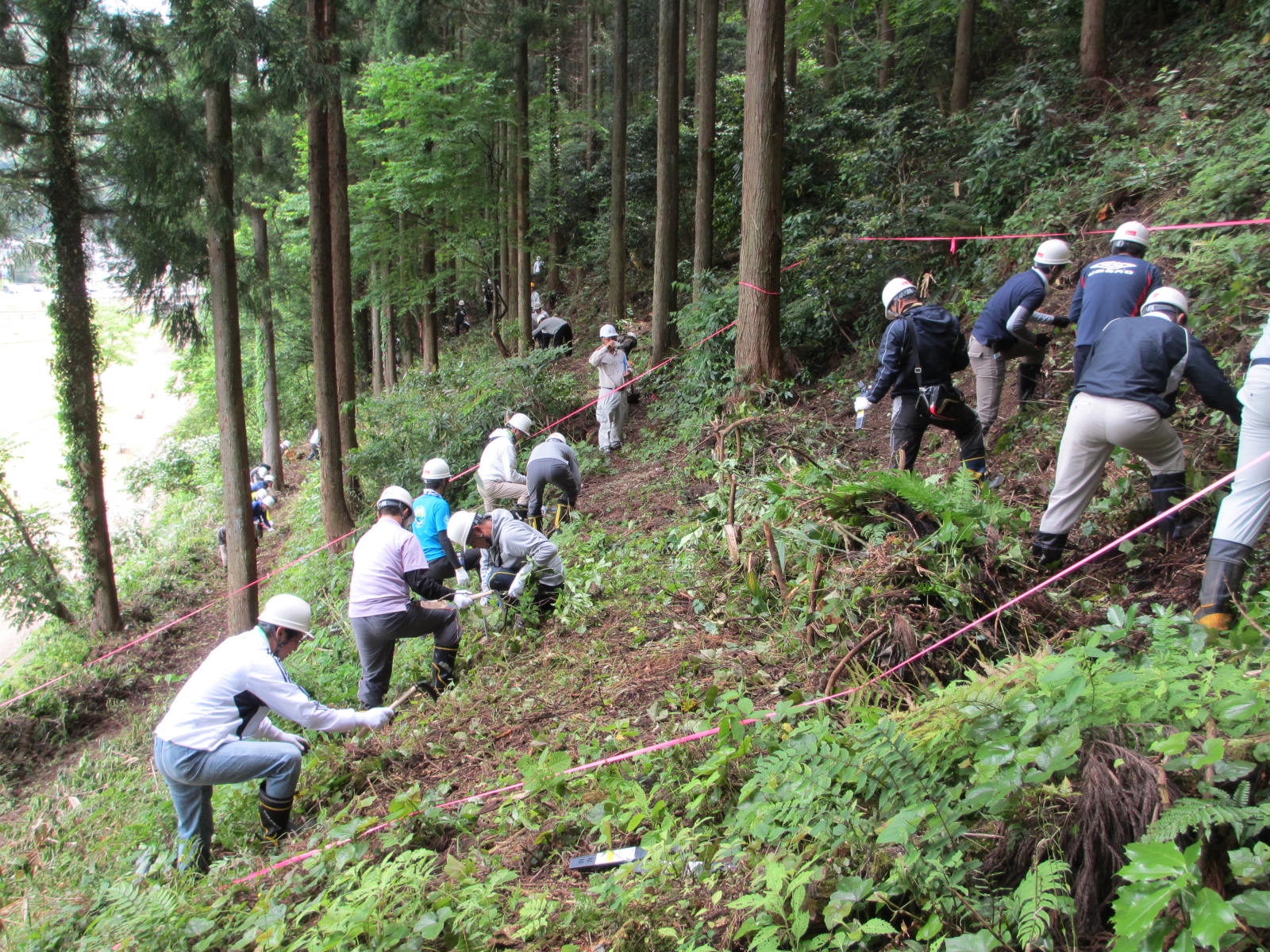 今秋のシャクナゲ植栽予定地の下刈り