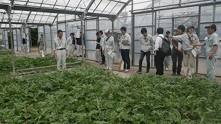 野菜の試験説明