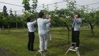 摘果体験の様子