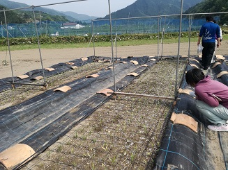 瓦で防草シート押さえ