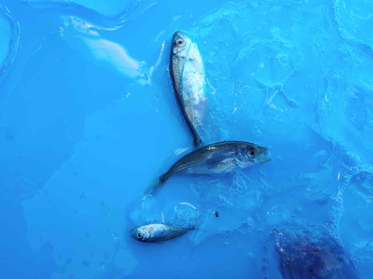 マアジ稚魚
