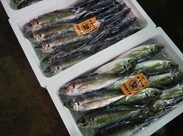 aji