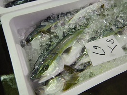 hamachi2