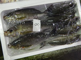 isaki