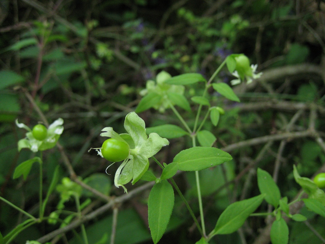 wakaikajitu