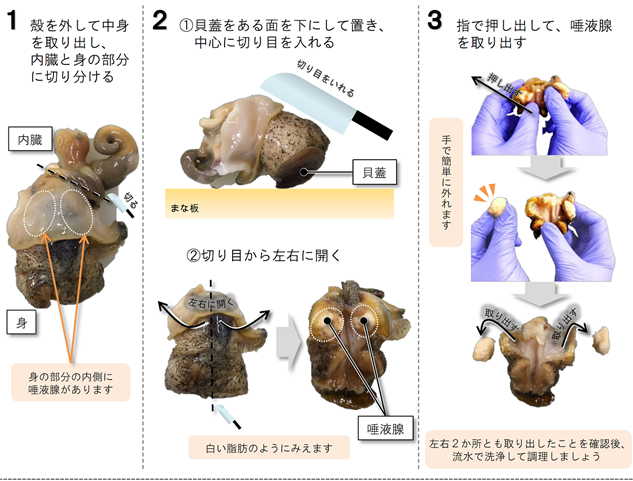 エゾボラモドキ 通称赤バイ による食中毒について とりネット 鳥取県公式サイト