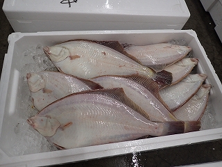 マガレイ