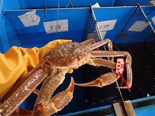 特選とっとり松葉がに五輝星に認定されたカニ（大きかった）