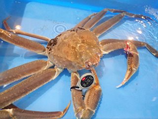 200万円の値段が付いた特選とっとり松葉がに五輝星（オスのズワイガニの鳥取県トップブランド）