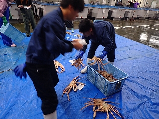 松葉がにの選別作業