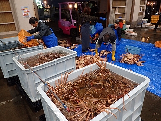 水揚げ後の一時保管＋選別作業