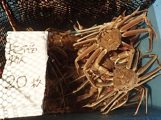 松葉がに(特大)