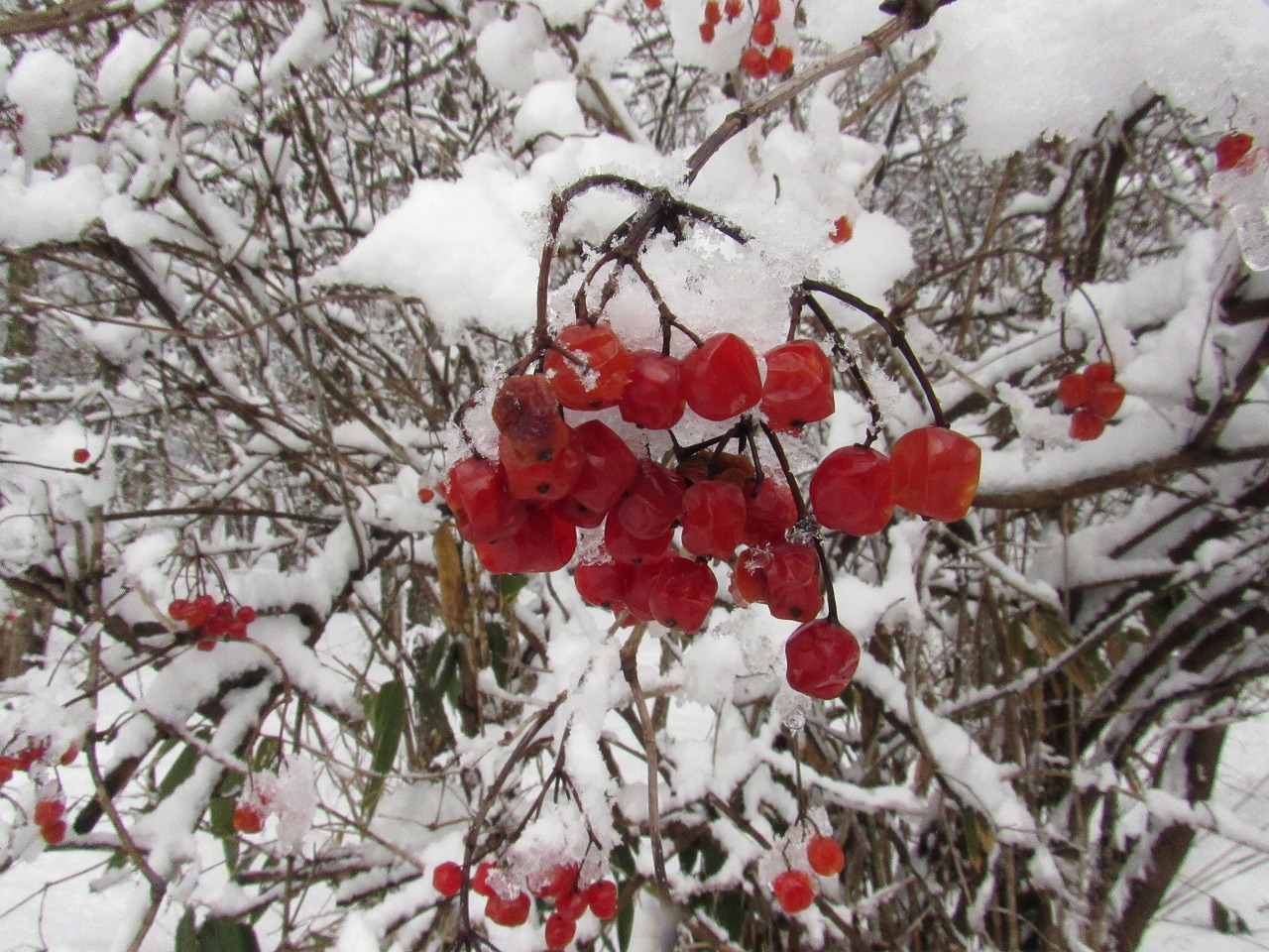 雪の中で赤い実を見つけたよ 日野振興センター日野振興局 とりネット 鳥取県公式サイト