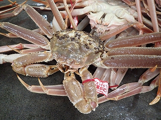 松葉がに（脱皮後1年以上経過した雄のズワイガニ）