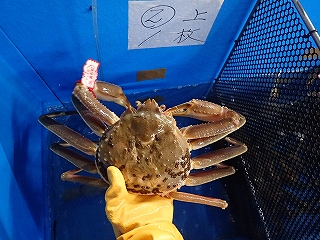 松葉がに2番(甲幅15cm)