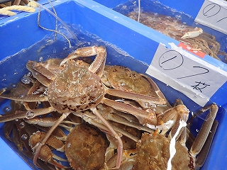 若松葉がに(脱皮6か月以内の雄のズワイガニ)