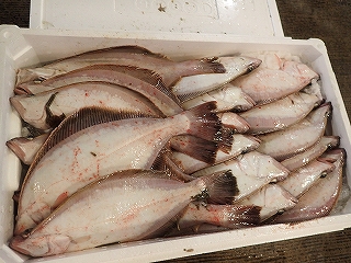 ソウハチ(えてがれい)