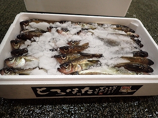 ハタハタ(とろはた)
