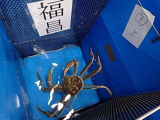 松葉がに(雄のズワイガニ)3番