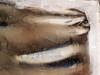ニシン:スラリーアイス仕立て