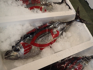 ヨコワ(クロマグロの若魚)