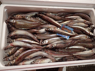 ニギス(沖ぎす)