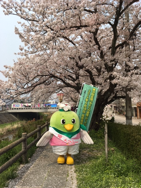 桜まつり トリピー