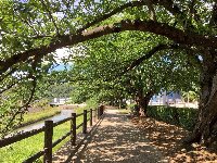 自転車で 緑のアーチ 通り抜け