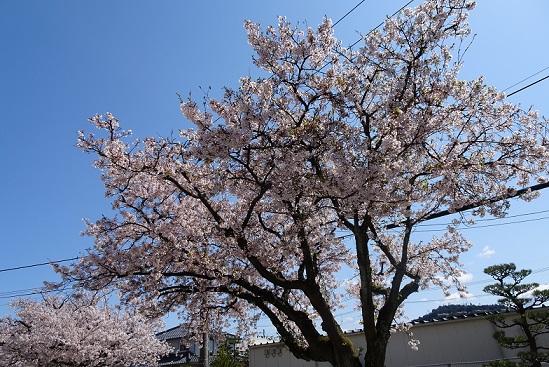 倉吉校の桜