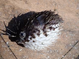 ハリセンボン