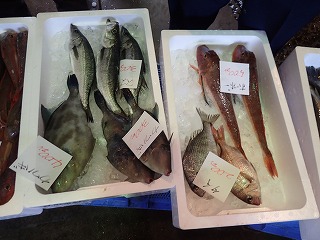セイゴ(スズキの未成魚)、ウマヅラハギ、ホウボウ、ヘダイ、マダイ