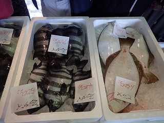 イシダイ、ヒラメ