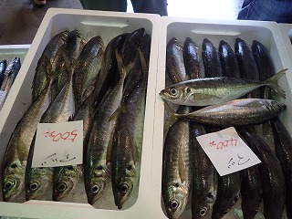 マアジ大・中