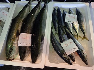 マルゴ(中型のブリ)、マサバ