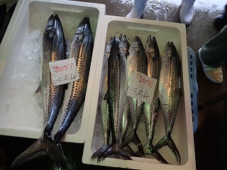 サゴシ（サワラの未成魚）