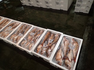 マダイ(酒津:刺網)